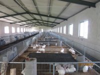 長毛兔與獺兔市場價格及獺兔養殖技術前景深度分析